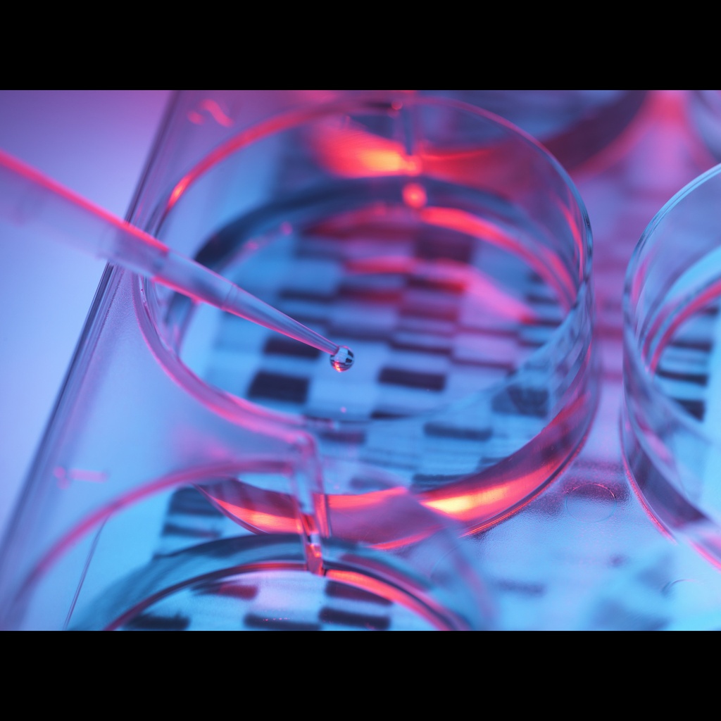 Amplirun® Salmonella Typhi DNA Control size: 10,000size:20,000 c/µL