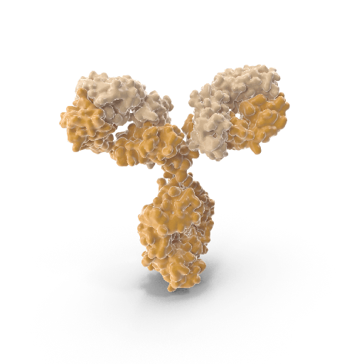 [0807-AUB01] Anti-Ubiquitin Mouse Monoclonal Antibody
